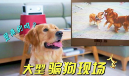 狗视频,视频里的萌宠瞬间